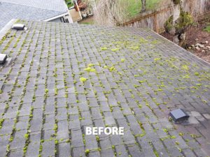 A roof that has moss growing on it.