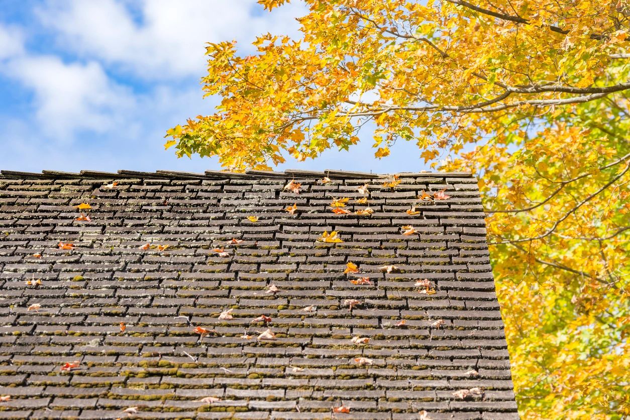 Roof Cleaning Services Albany